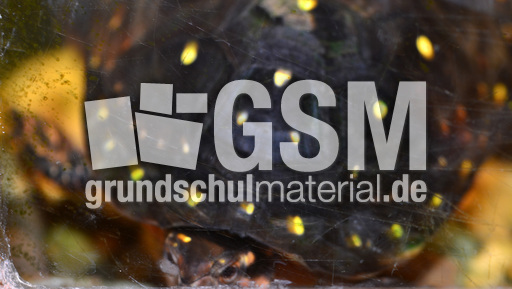 Tropfenschildkröte (1).jpg